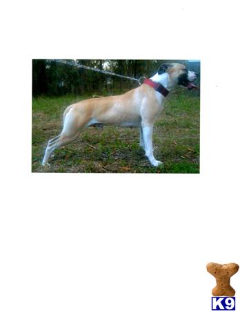 WATEROAKKENNELS Picture 1